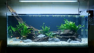 Setup bể thủy sinh giá rẻ - LOW TECH SHALLOW TANK