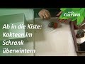 Kakteen überwintern - der Trick zum Platzsparen | MDR Garten