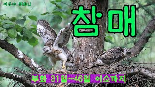 참매   Accipiter Gentilis  Northern Goshawk