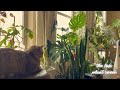 The LoFi Plant Room | Lofi chillhop to help you study, work or relax