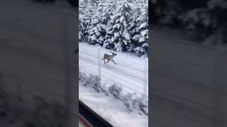 Fast Deer tiktok tiktok kjerstikrakstad