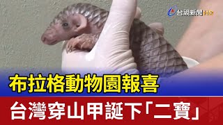 布拉格動物園報喜 台灣穿山甲誕下「二寶」