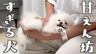 実家の両親に全力で甘える子犬のポメラニアン【初対面】