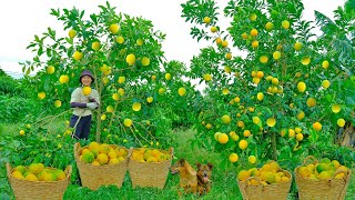 Harvesting Golden Star Apple Price 50k 1kg Goes To Market Sell - Cooking, Daily Life | Tieu Lien