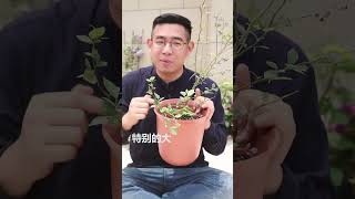 养蓝莓盆栽怎么浇水？