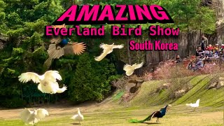 Amazing Bird Show at Everland Theme Park South Korea