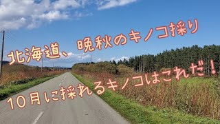 北海道、１０月に採れる天然キノコ【森のフカヒレを求めて】