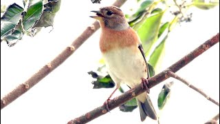 20241103 / 北鳥田寮洋例行 / 花雀 [Fringilla montifringilla] (雌；中午休息時間)