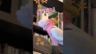 甘ったれオウム パパの離席に激怒【おしゃべりモモイロインコの春ちゃん】