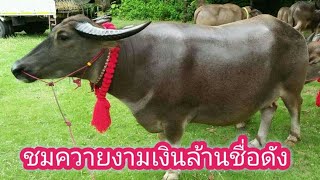 เยี่ยมชมควายงามเงินล้านดังๆ See many big buffalo