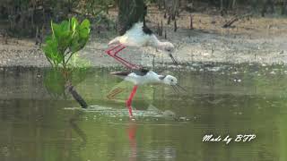 高蹺鴴交配 / Black-Winged Stilt Mating