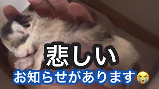 No.0570悲報【余りにも悲しいお知らせがあります😭】