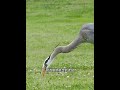 瘋狂的藍鷺鳥吞食比頭部還要大的魚 解說版動物世界 野生動物零距離 內容啟發搜索