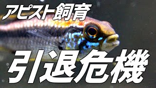 今世紀最大の事件発生。アピストグラマ飼育引退か？#165【アクアリウム】