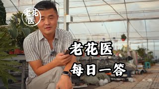 茉莉卷叶怎么回事？九里香怎么养护？/What's with the jasmine leaves? How do you take care of the thyme?