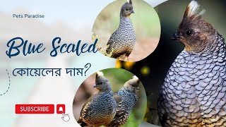 Blue Scaled কোয়েলের দাম কত? বিদেশি কোয়েল পাখি- Exotic Quail price in Bangladesh/India- Pets Paradise