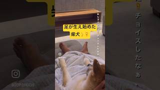 足が生えた柴犬。ずっと人間になりたかったもんね。けど…足だけか笑 #柴犬 #おもしろ動画 #dog #shibainu #shortvideo #shorts