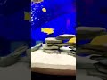 African cichlids electric yellow￼