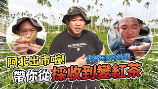 開箱南投茶園！ 從一片綠葉到一杯紅茶香的一生！【阿北出市啦】