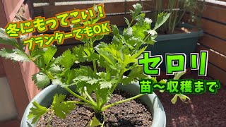 【プランター菜園】セロリ (苗〜収穫まで)