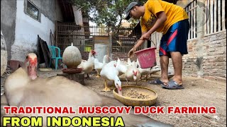 TRADITIONAL MUSCOVY DUCK FARMING