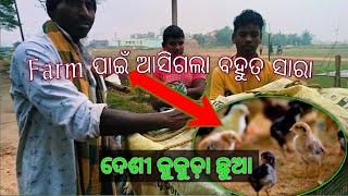 Farm ପାଇଁ ଆସିଗଲା ବହୁତ୍ ସାରା ଦେଶୀ କୁକୁଡ଼ା ଛୁଆ 🐣||Odia Pets Vlog||#odiachefkanha112 #pets