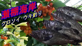 瀬棚海岸　ソイのウキ釣り