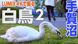 手賀沼白鳥2 　カメラに近付いてくる、のんびり暮らすスワンたち_４Ｋ