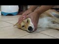 mildly annoying my shiba inu part 2 face smush