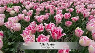 Tulip Foxtrot | Time4Tulips.com