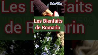 Les bienfaits de romarin plantes médicinales pour cheveux memoire #romarin #nutrition #plantes #ytb