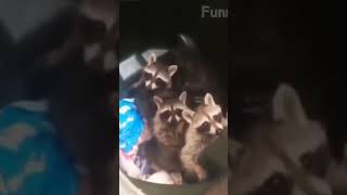 3 raccoons