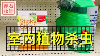 说说商店里卖的杀虫剂 - 适合室内的植物