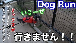 ドッグランに行きたかったが行けなかった犬の末路ｗ　ミニチュアダックスとラブラドールのミックス犬くう Mixed breed Qoo