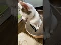 しゃもじ型マッサージブラシやってみたら…😽😹 猫 cat かわいい cute 面白い shorts