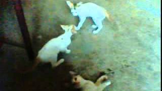 Mxtube.net :: Animal mating 3gp Mp4 3GP Video & Mp3 Download ...