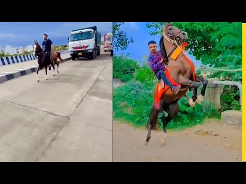 Horse Racing Funny Video Instagram Reels Tik Tok Moj YouTube Shots MX ...