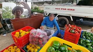 Masilla and Bachata Harvest at AMCG FARM