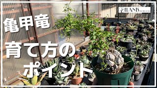 亀甲竜の超簡単な育て方を紹介【冬型塊根植物/多肉植物/コーデックス】