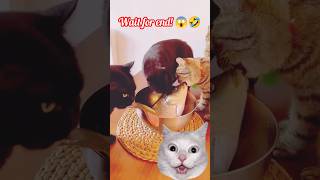 Cute cats and Cat Dance 🐶🙀😂 #funny #cutecat #comedy #trending #shorts #ytshorts