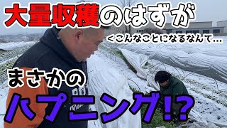 【ハプニング!?】朝一に収穫しないといけない予定がまさかの...【家庭菜園】