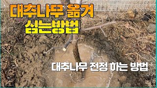 나무옮겨심는 방법# 대추나무 전정 방법