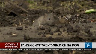 Pandemic forces Toronto rats to move into residential areas