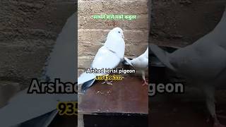 Top Sambhal Wale Kabootar ! #pigeonvideo #youtubeshorts #pigeonstatus