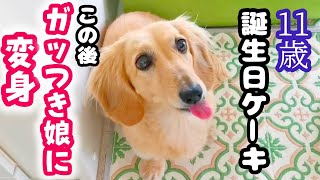 愛犬　誕生日ケーキを見たとたん別犬になるスイーツ好きダックスフンド