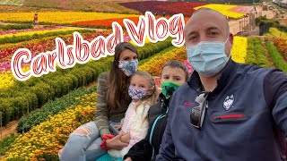 Carlsbad Flower Fields | California Vlog 2021