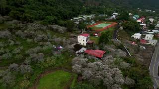 2025 1 16南投仁愛 互助國小 梅花季 雲海空拍穿越MV 4K60P