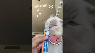 我們家布偶貓的吃播秀！圍兜兜好像戴太低了😂 Cute cat video! ASMR