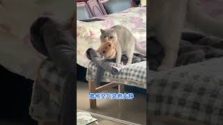 最怕空气突然安静 #搞笑 #寵物 #animals #萌寵 #cat #funny #pets #萌宠 #可愛動物 #小动物