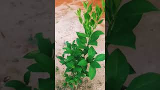 Malta Orange Tree Growing New Leaves